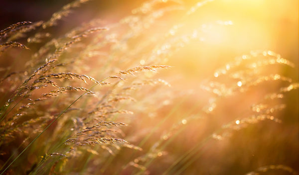 Do Surgical Masks Protect Against Pollen?